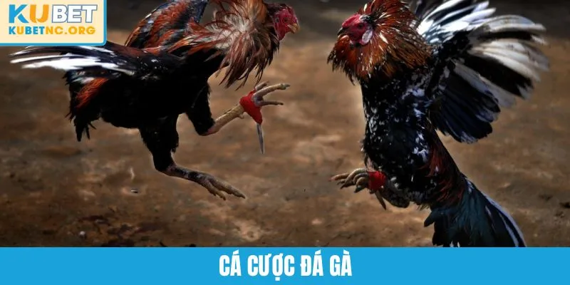Cẩm Nang Cá Cược Đá Gà Toàn Diện Từ A - Z Dành Cho Sư Kê