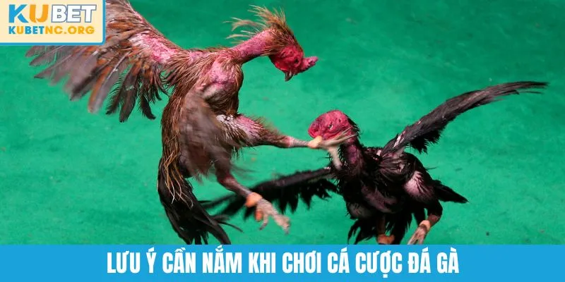 Lưu ý cần nắm khi chơi cá cược đá gà