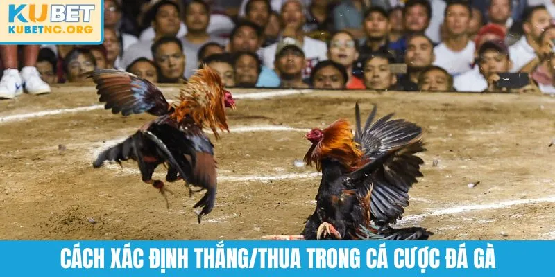 Cách xác định thắng/thua trong cá cược đá gà