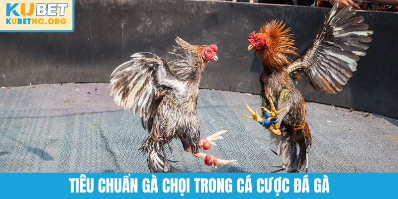 Tiêu chuẩn gà chọi trong cá cược đá gà
