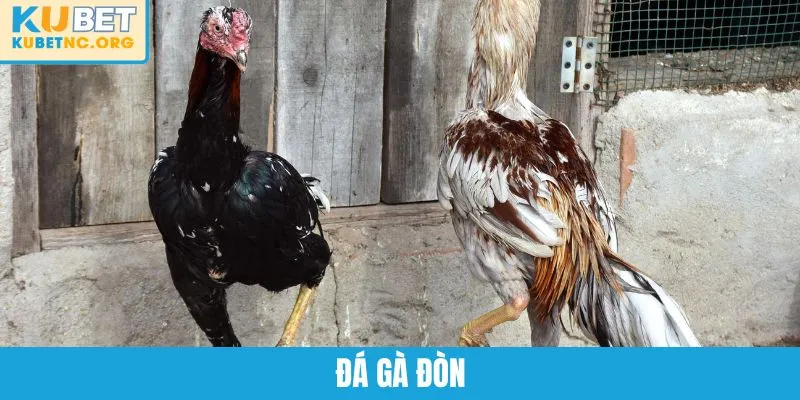 Đá Gà Đòn KUBET - Trải Nghiệm Cá Cược Đầy Kịch Tính Và Hồi Hộp