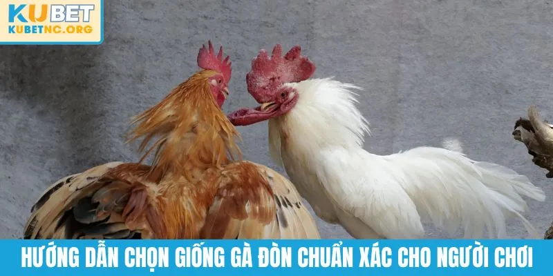 Hướng dẫn chọn giống gà đòn chuẩn xác cho người chơi