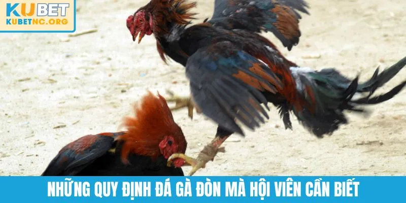 Những quy định đá gà đòn mà hội viên cần biết