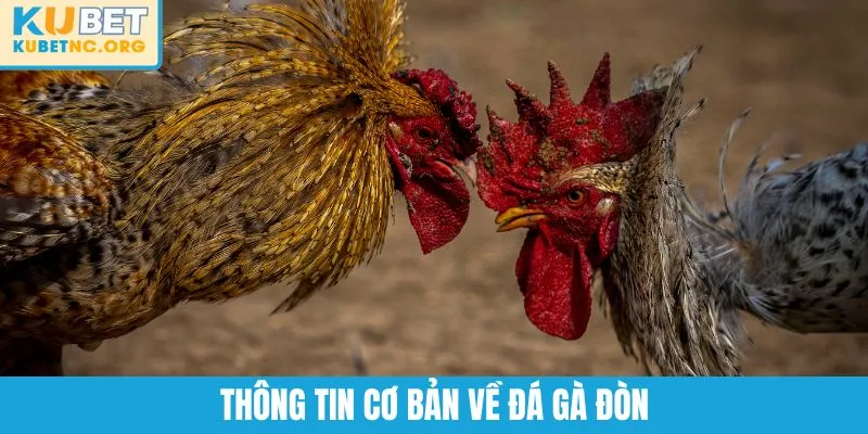 Thông tin cơ bản về đá gà đòn