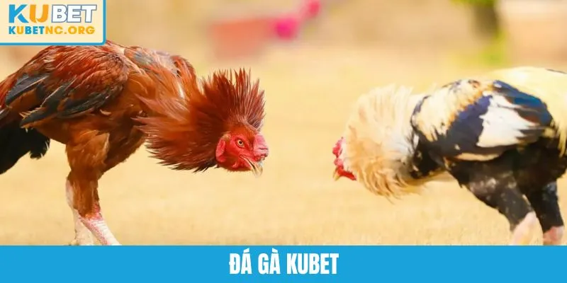 Đá Gà KUBET – Chuyên Mục Cá Cược Nảy Lửa Số Một Châu Á