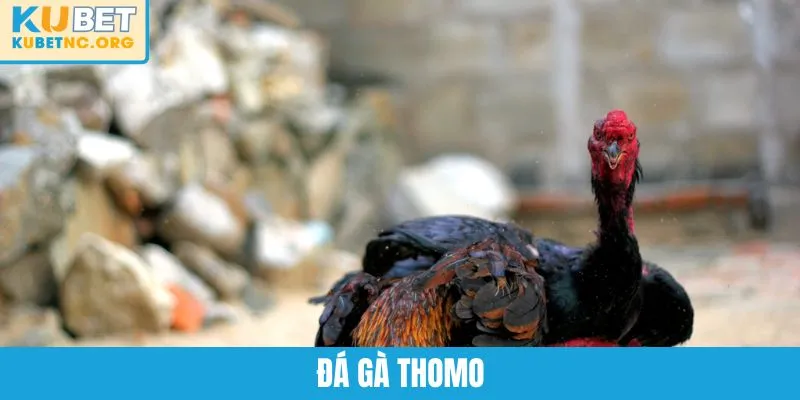 Đá Gà Thomo KUBET - Sân Chơi Huyền Thoại Của Các Chiến Kê