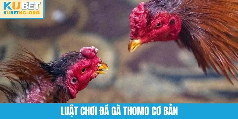 Luật chơi đá gà Thomo cơ bản