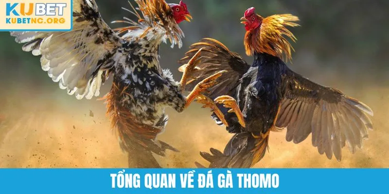 Tổng quan về đá gà Thomo