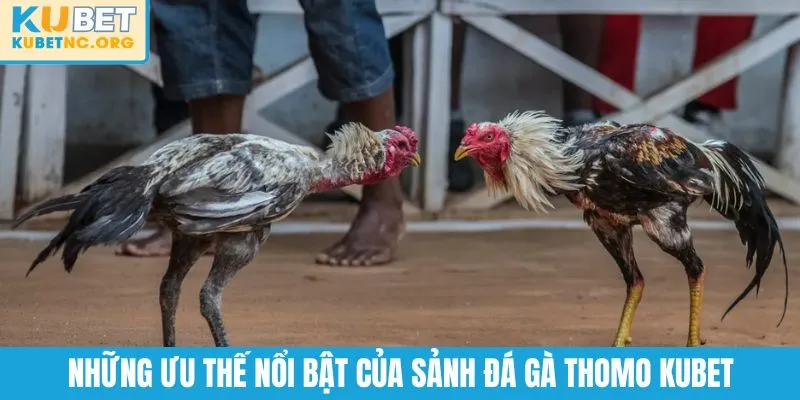 Những ưu thế nổi bật của sảnh đá gà Thomo KUBET