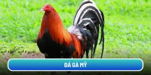 da-ga-my (1)