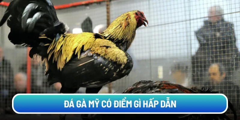 Đá Gà Mỹ có điểm gì hấp dẫn