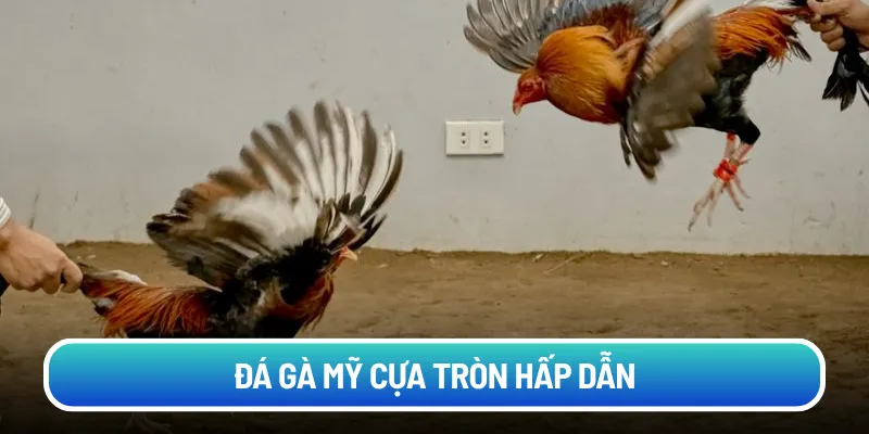 Đá Gà Mỹ cựa tròn hấp dẫn