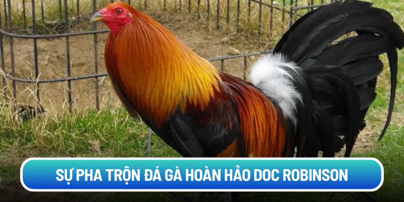 Sự pha trộn đá gà hoàn hảo Doc Robinson